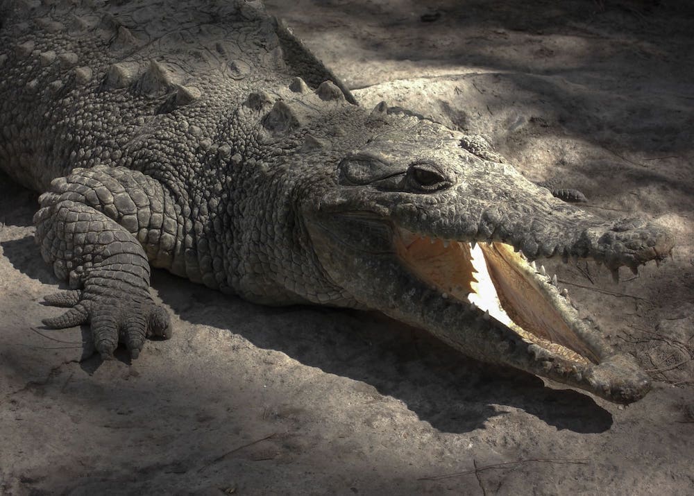 crocodile sunning itself at the mazatlan mexico zoo